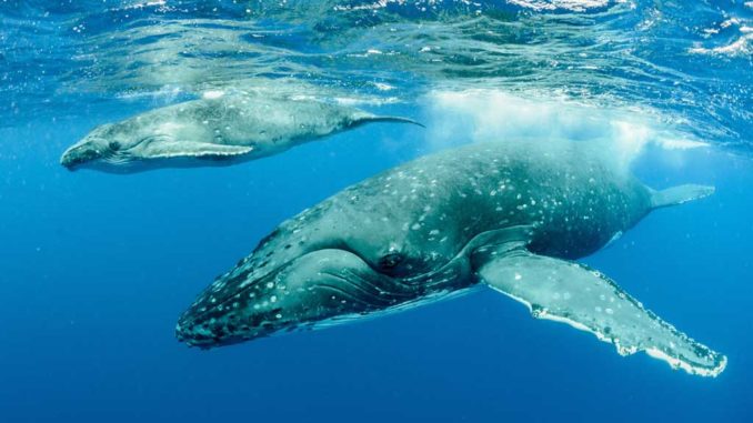 underwater-shot-of-humpback-whales-swimming-in-the-2023-06-05-22-28-37-utc-(1)